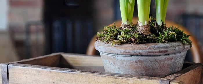 Christmas Gifts For Gardeners