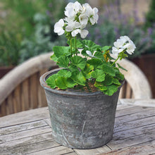 Large terracotta plant pot planted with a white geranium on a garden table.