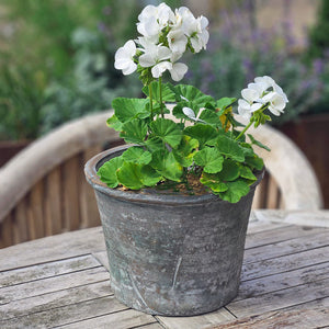 Large terracotta plant pot planted with a white geranium on a garden table.