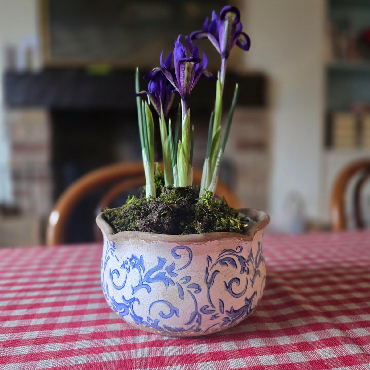 Blue and white indoor plant pot with Dwarf Iris on a red checked tablecloth
