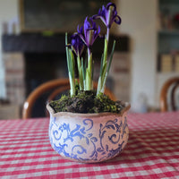 Blue and white indoor plant pot with Dwarf Iris on a red checked tablecloth