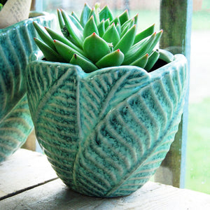 Ceramic green leaf indoor plant pot planted with sempervivum