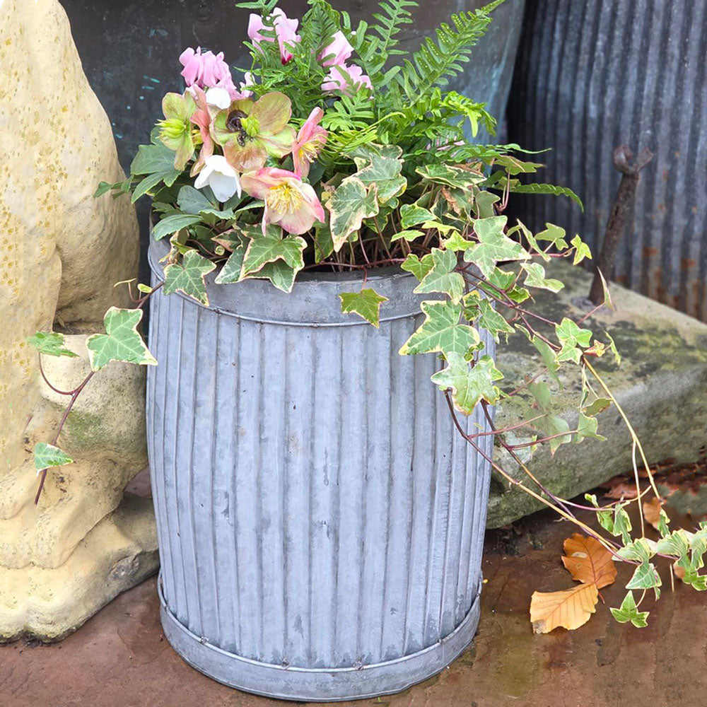 Potted plant with pink flowers and green leaves in a rustic metal container against a stone wall.