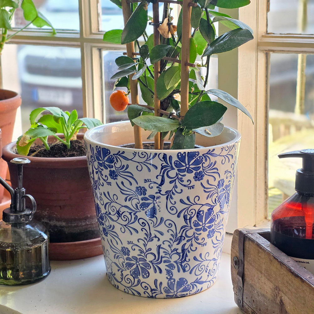 Potted plant in a blue and white patterned pot on a windowsill with other plants and a bottle.
