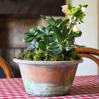 Traditional terracotta plant pot planted with a hellebore on a red check tablecloth.