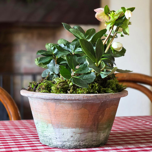 Traditional terracotta plant pot planted with a hellebore on a red check tablecloth.