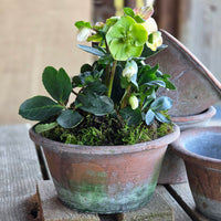 Terracotta plant pot planted with a Hellebore on a table.