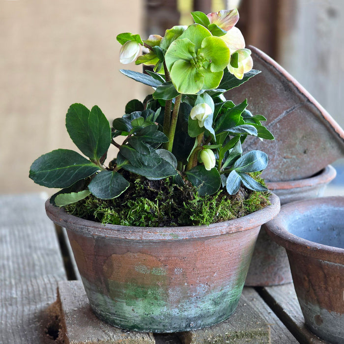 Terracotta plant pot planted with a Hellebore on a table.