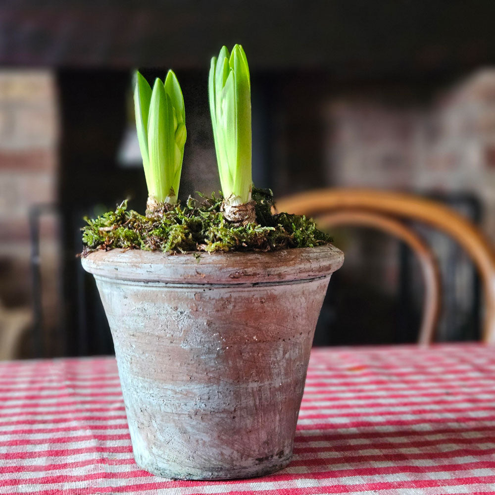 Spring bulbs planted in a vintage style clay plant pot on a red gingham tablecloth