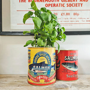 Salmon Herb Plant Pot and Storage Tin