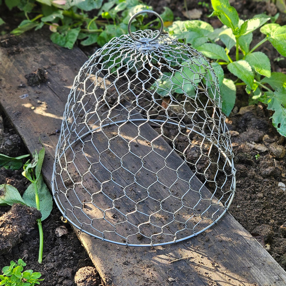 Traditional wire garden cloche next to dahlia plants