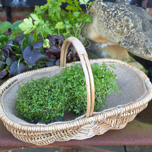 Natural willow garden trug containing plants next to purple leaved plants and stone .