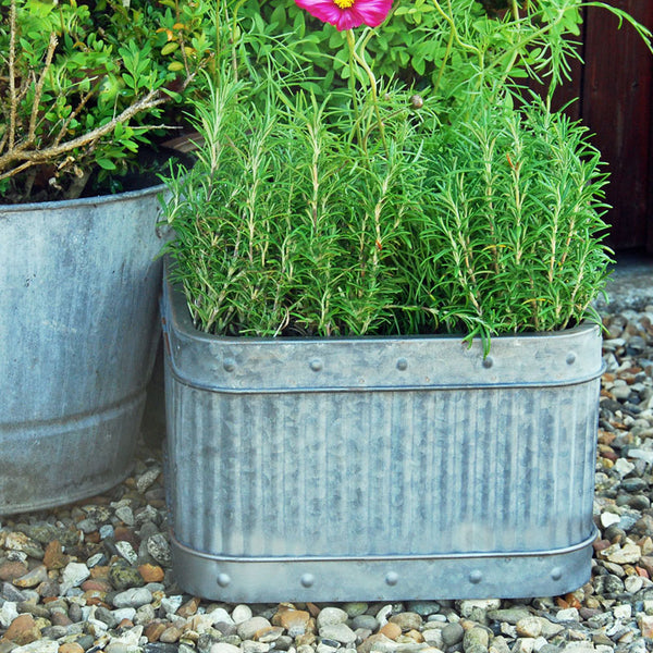 Potted plant in a rustic metal container on a pebble surface