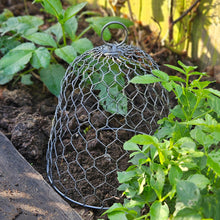 Traditional wire garden cloche in a vegetable garden