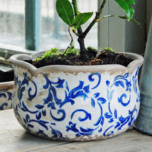 Blue ceramic indoor plant pot planted with bay on a table