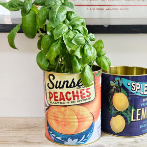 Sunset Peaches herb planter tin