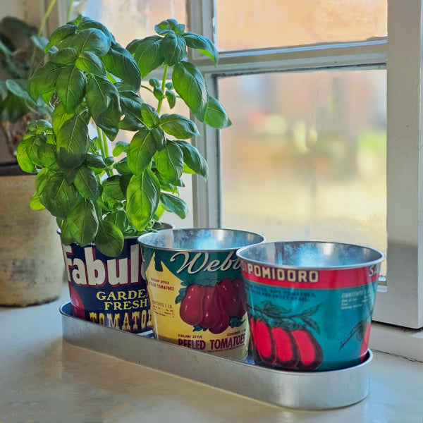 Three tomato tin can herb planters on a windowsill