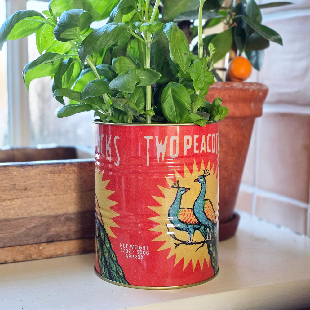 Red can with peacock design repurposed as a planter with green plants inside.