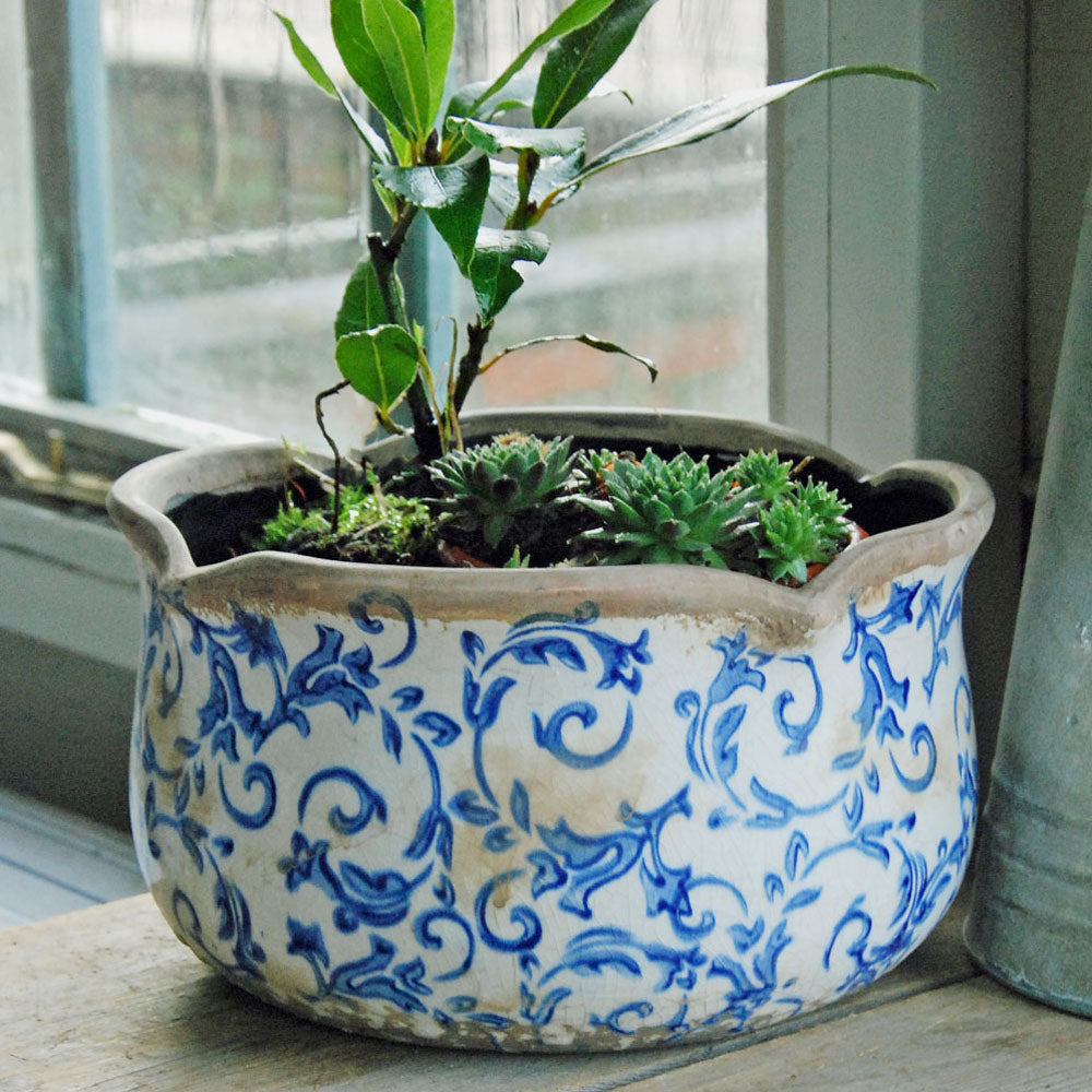 Blue scallop indoor plant pot planted with bay and house leek