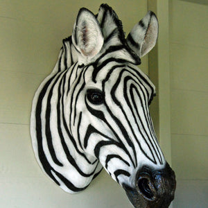 Zebra animal head portrait